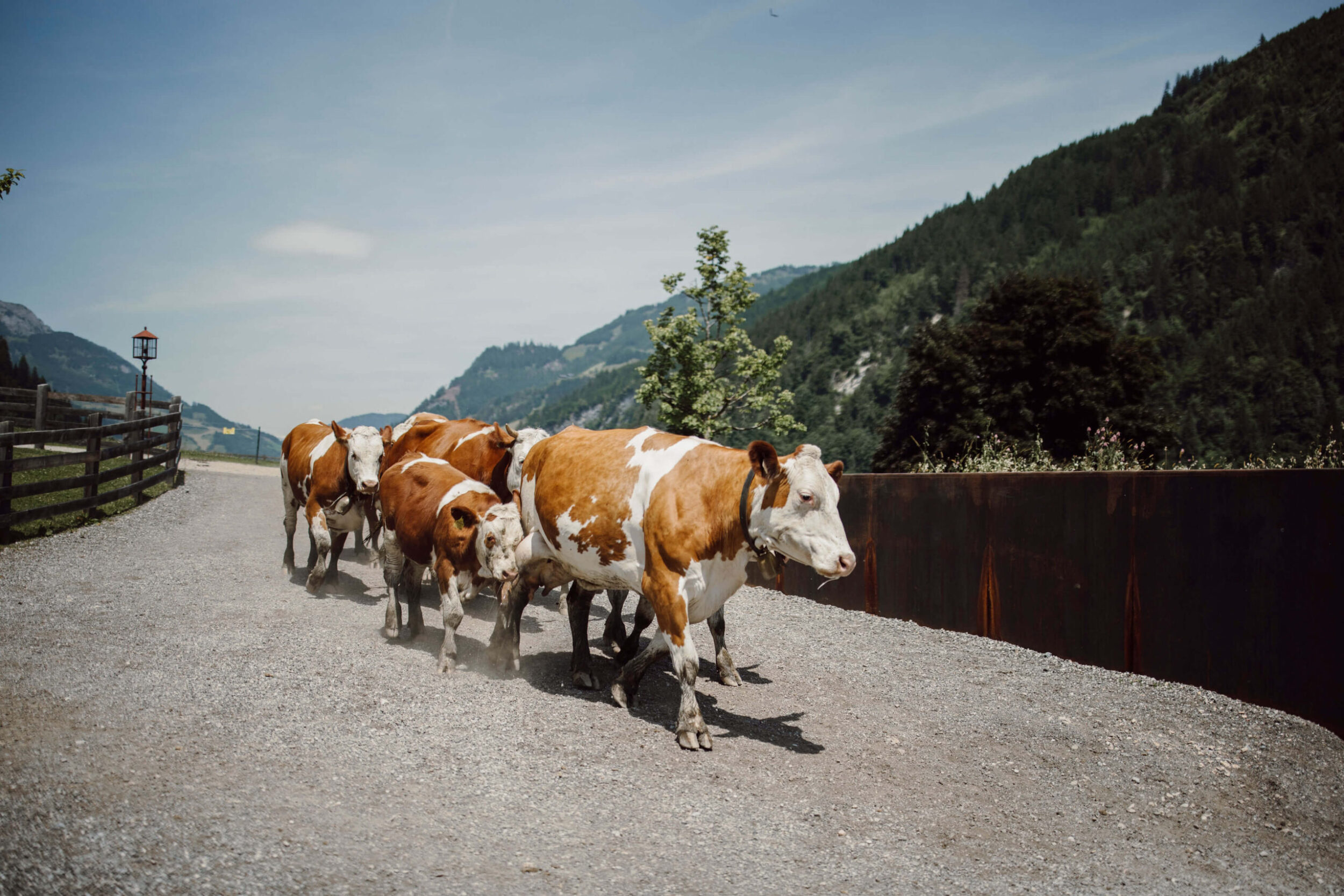 Kühe am Bio Bauernhof
