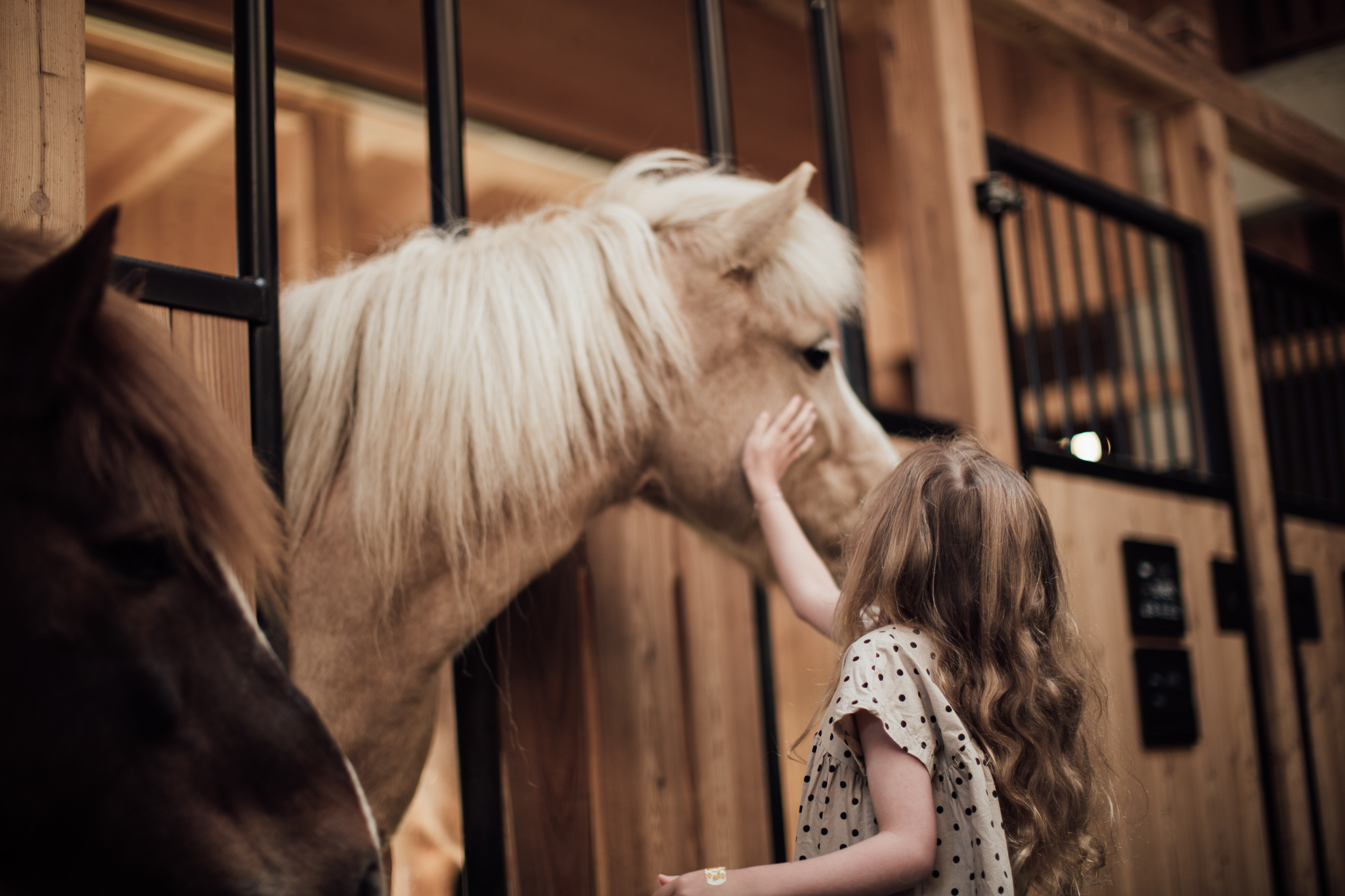 mädchen streichelt pferd