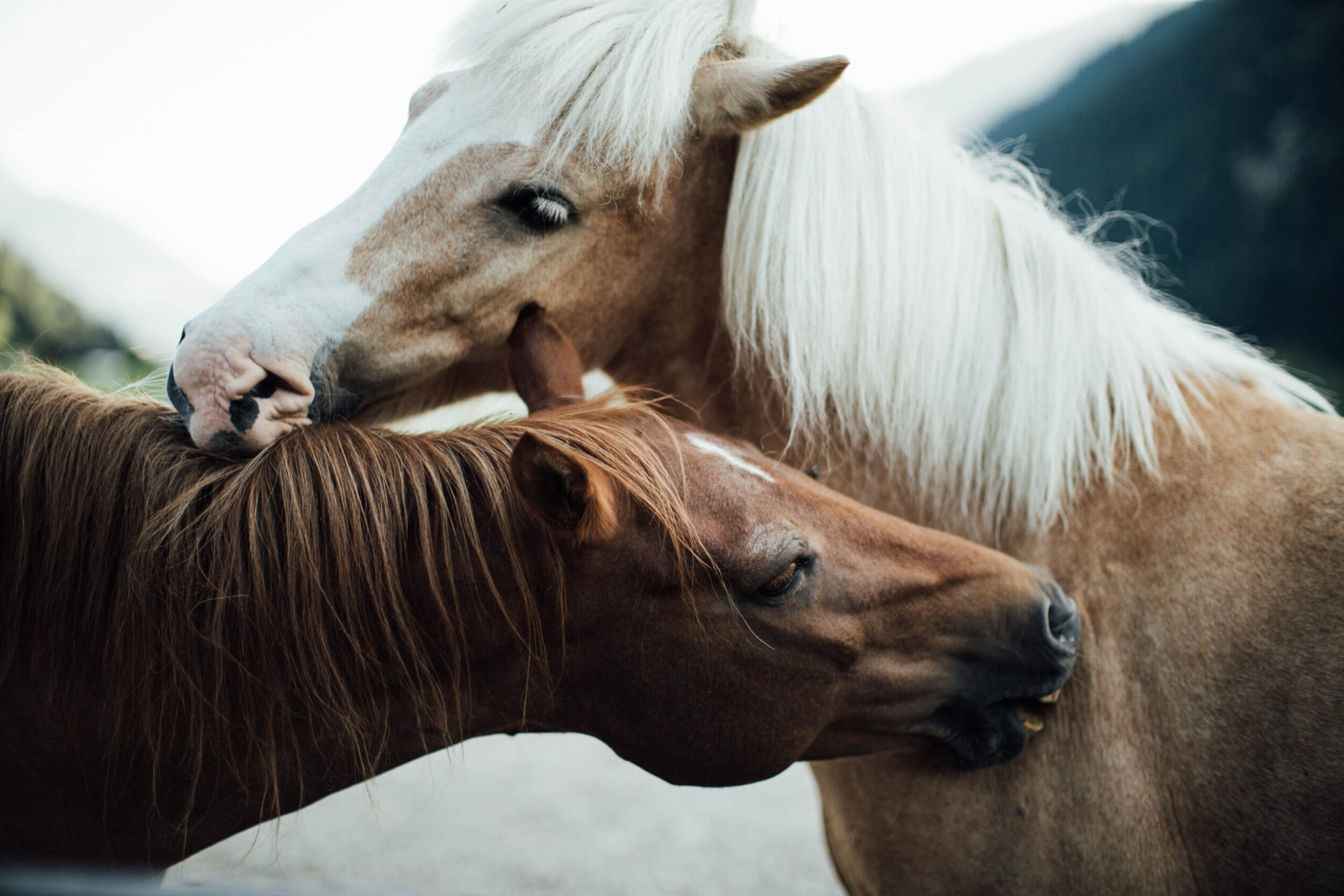 ponys bei fellpflege