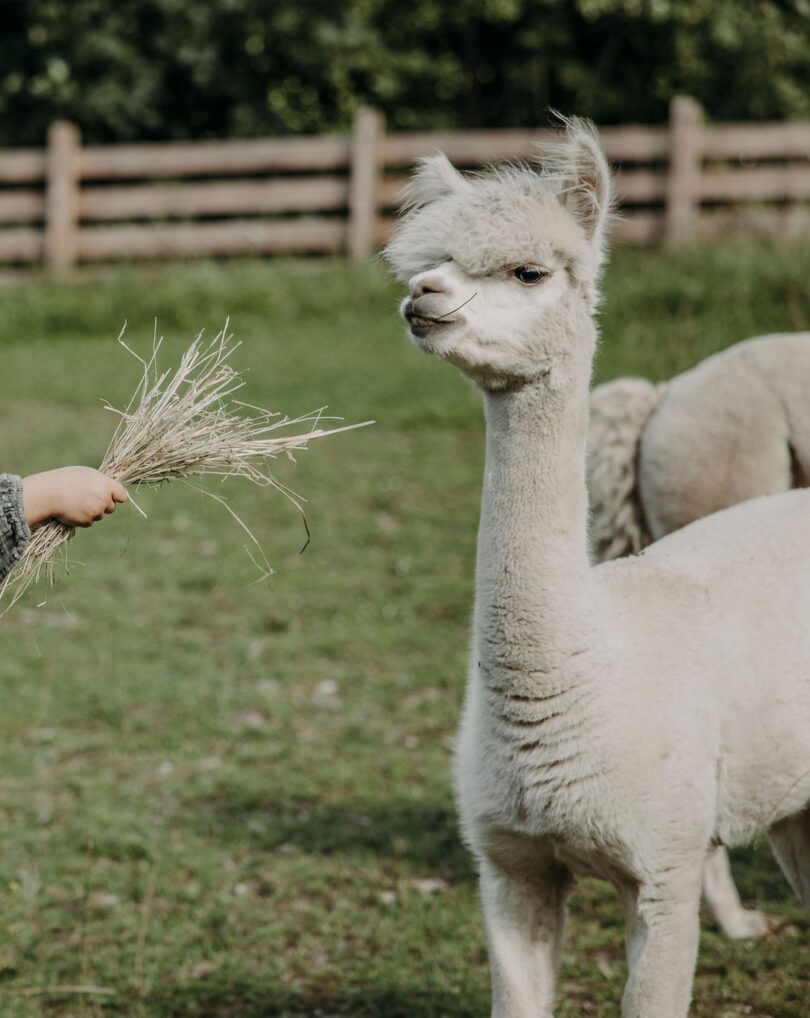 Alpaka wird von kind gefüttert