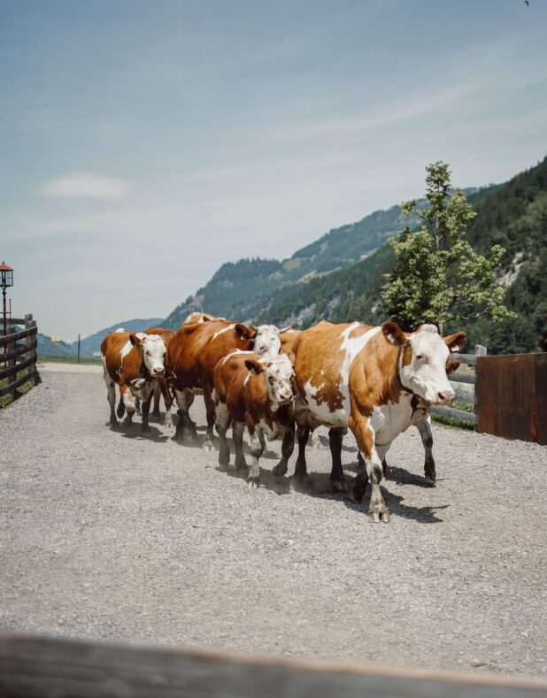Kühe gehen zum Stall