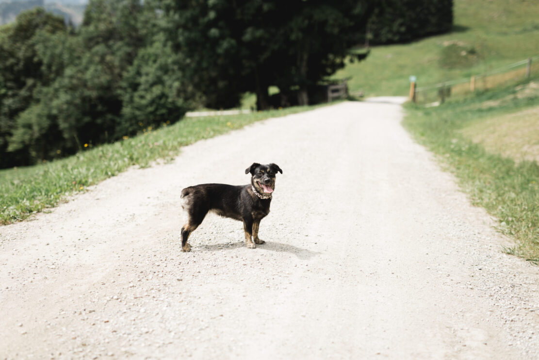 Urlaub mit Hund im Alpina Alpendorf