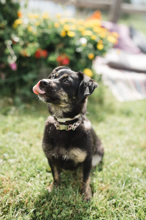 Urlaub mit Hund Alpina Alpendorf