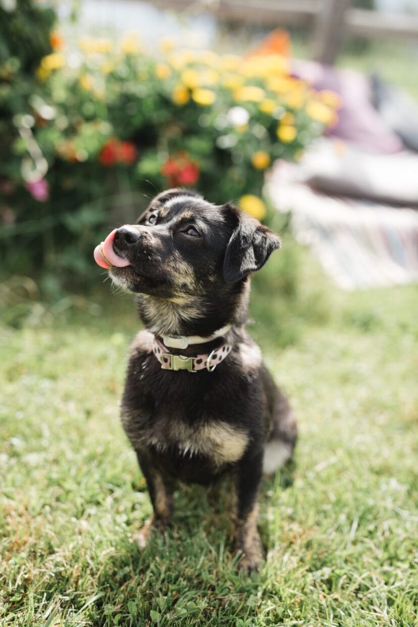 Urlaub mit Hund Alpina Alpendorf