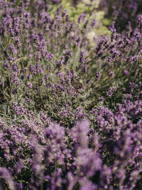 Ein Meer aus Lavendel im Garten im Wellnesshotel Alpina.